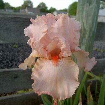 Iris germanica 'Peggy Sue' 