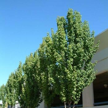 Pyrus calleryana 'Capital' 