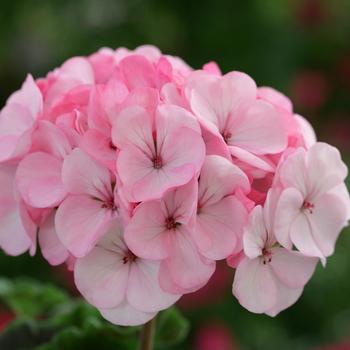 Pelargonium x hortorum Horizon 'Appleblossom'