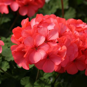 Pelargonium x hortorum Horizon 'Coral Spice'