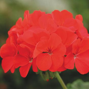 Pelargonium x hortorum 'Deep Red' 