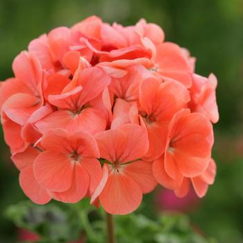 Pelargonium x hortorum Horizon 'Deep Salmon'