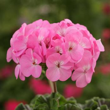 Pelargonium x hortorum Horizon 'Lavender'