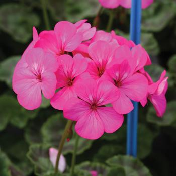 Pelargonium x hortorum Horizon 'Neon Rose'