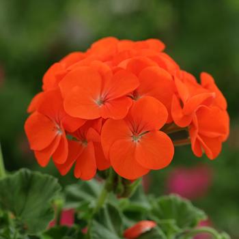 Pelargonium x hortorum 'Orange' 