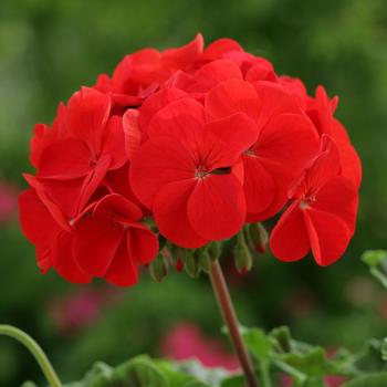 Pelargonium x hortorum Horizon 'Red'