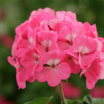 Pelargonium x hortorum 'Rose' 