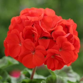 Pelargonium x hortorum 'Scarlet' 