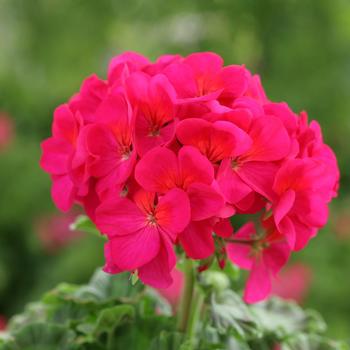 Pelargonium x hortorum Horizon 'Violet'