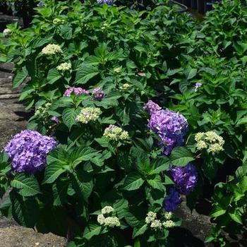 Hydrangea macrophylla 'COF HM3' PPAF