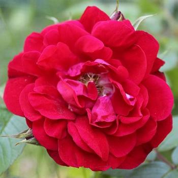 Rosa 'Linda Campbell' 