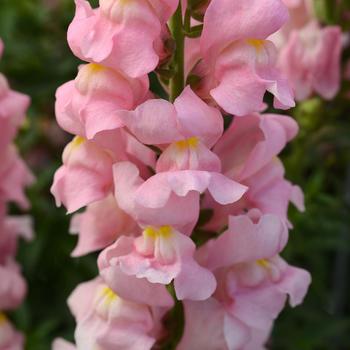 Antirrhinum majus Rocket 'Pink'