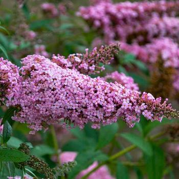 Buddleia davidii 'Princess Pink' 