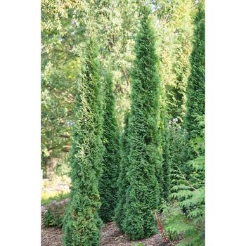 Thuja occidentalis 'SMTOTM' 