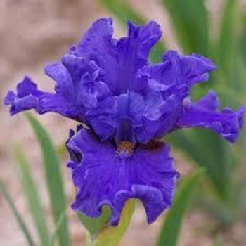 Iris germanica 'Aqua Taj' 