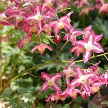 Epimedium x rubrum 'Galadriel' 