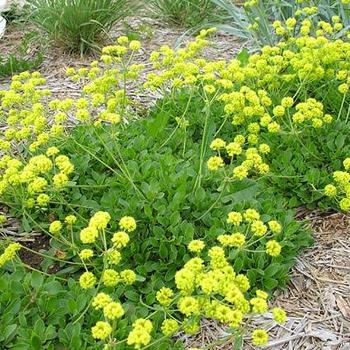 Eriogonum umbellatum var. aureum 'Psdowns' 