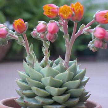 Echeveria 'Fabiola' 