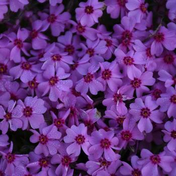 Phlox subulata 'Eye Caramba'