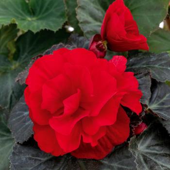 Begonia x tuberhybrida 'Mocca Deep Red' 