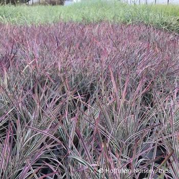 Schizachyrium scoparium 'Chameleon' 