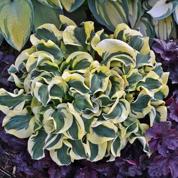 Hosta 'Mini Skirt'