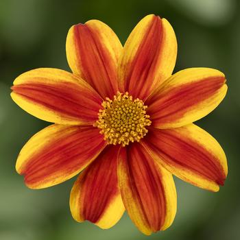 Bidens ferulifolia 'Samurai' 