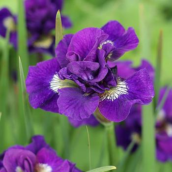 Iris sibirica 'Kaboom' 