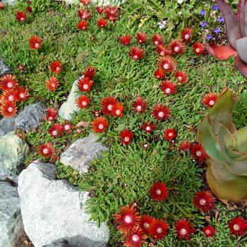 Delosperma dyeri 'PWWGO2S' 