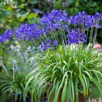 Agapanthus 'Brilliant Blue' 