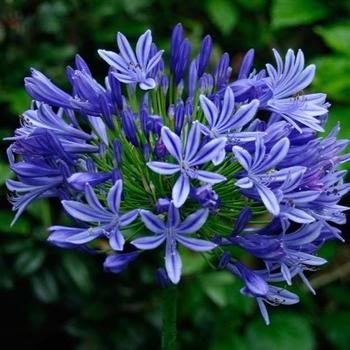 Agapanthus 'Blue Medusa' 