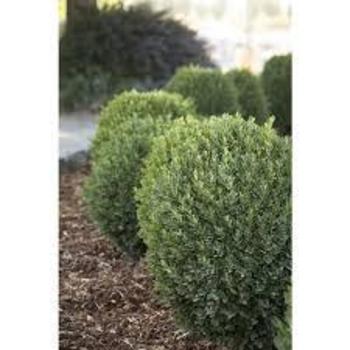 Buxus sempervirens 'MonAlex' PP21319