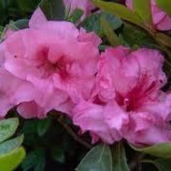 Rhododendron 'RLH1-3P8' 