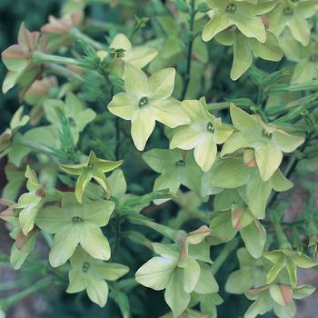 Nicotiana x alata Perfume 'Antique Lime'