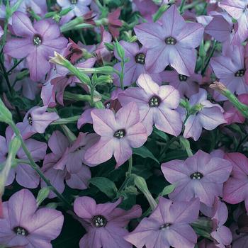 Nicotiana x alata Perfume 'Blue'