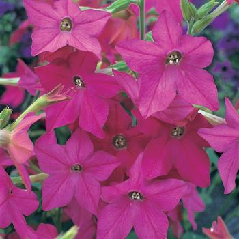 Nicotiana x alata Perfume 'Bright Rose'