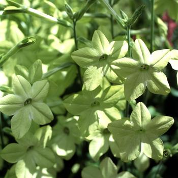 Nicotiana x alata Perfume 'Lime'