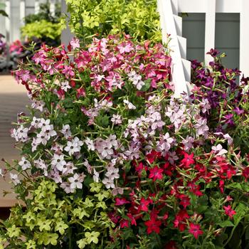 Nicotiana x alata Perfume 'Mix'