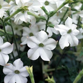 Nicotiana x alata 'White' 