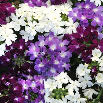 Verbena 'Waterfall Mix' 