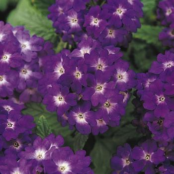 Verbena 'Blue' 