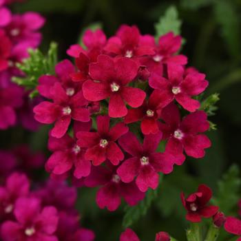 Verbena Quartz XP 'Bordeaux'