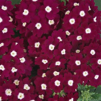 Verbena 'Burgundy Eye' 