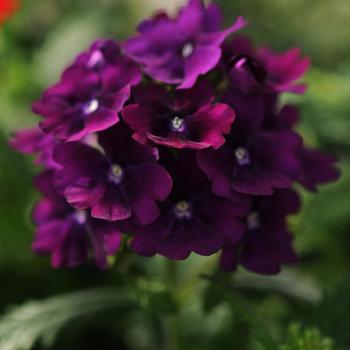 Verbena 'Purple' 