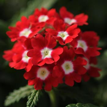 Verbena 'Red Eye' 