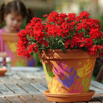 Verbena 'Scarlet' 