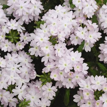 Verbena 'Silver' 