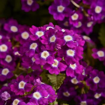 Verbena 'Violet Eye' 