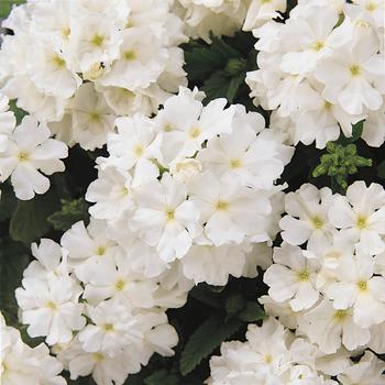 Verbena 'White' 