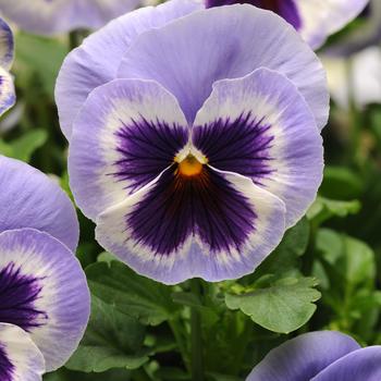 Viola x wittrockiana 'Blue Wing' 